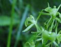 Liparis loeselii
